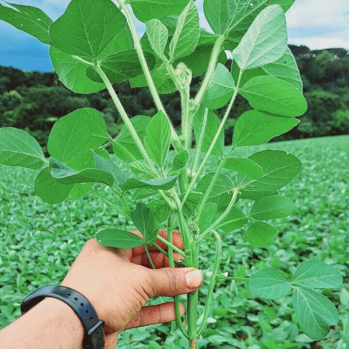 imagem de planta